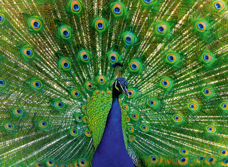Peacock - Highlight Puzzle - Bunte Tiere