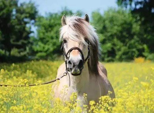 Pferd im Rapsfeld