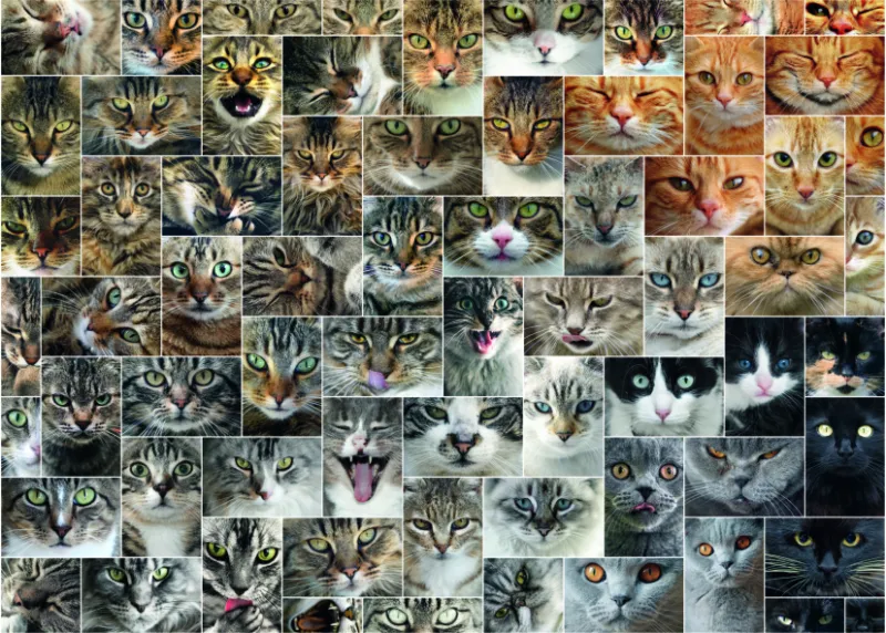 Collage - Katzen