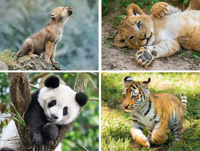 4 Progressive Puzzles - Wild Animals (20,60,100,180 Teile)