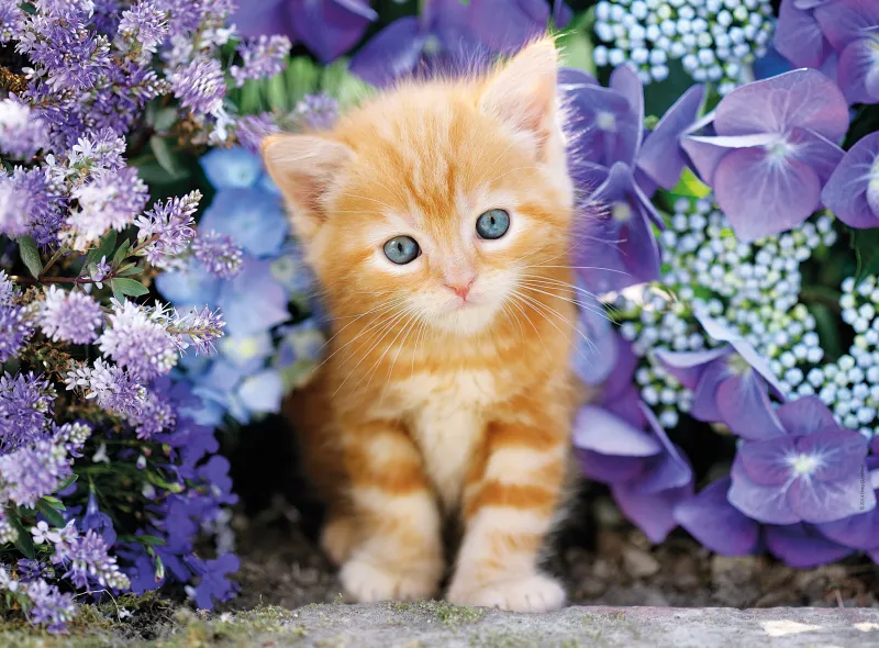 Katze Im Blumenmeer