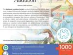 Audubon - Vögel am Bach