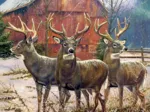 Three Kings