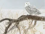 XXL Teile - Fallen Willow Snowy Owl