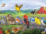 XXL Teile - Eastern Birds