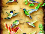 XXL Teile - Hummingbirds of North of America