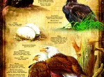 XXL Teile - Life Cycle of the Bald Eagle