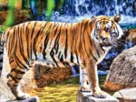 Amazing Tiger