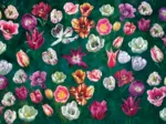 Tulip Garden