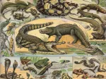 Illustration aus dem Nouveau Larousse Illustré: Reptilien, 1897-1904