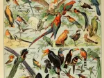 Abbildung aus dem Larousse pour Tous: Vögel, 19. Jahrhundert