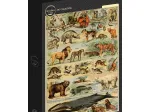 Abbildung aus dem Larousse pour Tous: Säugetiere, 19. Jahrhundert
