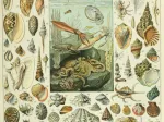 Abbildung aus dem Nouveau Larousse Illustré: Mollusken, 19. Jahrhundert