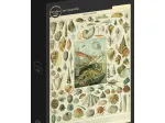 Abbildung aus dem Nouveau Larousse Illustré: Mollusken, 19. Jahrhundert