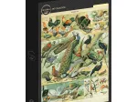 Abbildung aus dem Nouveau Larousse Illustré: Vögel, 19. Jahrhundert