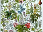 Illustration aus Larousse: Heilpflanzen