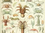 Illustration aus dem Larousse : Krebstiere