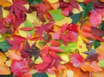 Herbst-Impressionen