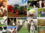 Collage - Bauernhoftiere