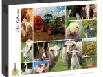 Collage - Bauernhoftiere
