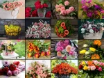 Collage - Blumen