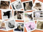 Katzen