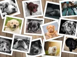 Hunde