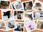 Katzen