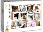 Katzen