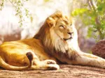 The King of the Savannah