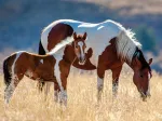 Mare and Her Foal