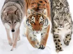 In die Wildnis