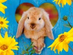 Zwergwidder-Hase