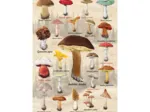 Pilz-Collage