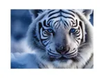 White Tiger