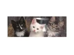 XXL Teile - Panorama-Puzzle - Three Kittens