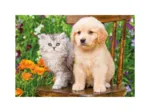 2 Puzzles -  Hund und Katze im Garten