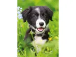 Mini-puzzle Hund
