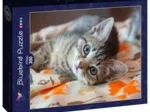 Kitten
