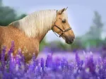 Cheval dans un Champ de Lupin