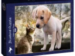 Kitten and Puppy
