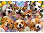 Puppies Selfie. Howard Robinson