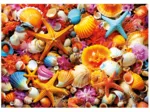 Shell Collage