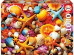 Shell Collage