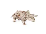 3D Holzpuzzle - Triceratops