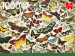 Butterfly Poster