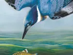 Belted Kingfisher
