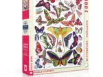 Butterflies - Papillons