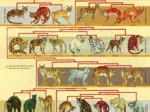 XXL Teile - Feline Family Tree