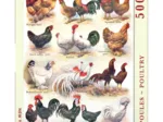 XXL Teile - Poules - Poultry
